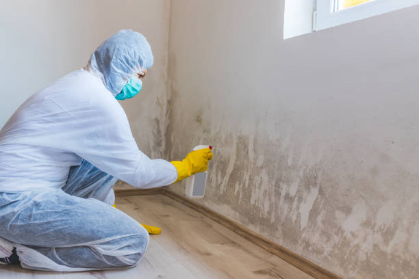 Licensed Mold Removal service in Temperanceville, VA - WQB Mold Removal