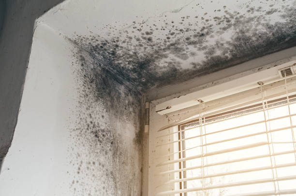 Affordable Mold Removal solutions in Temperanceville, VA