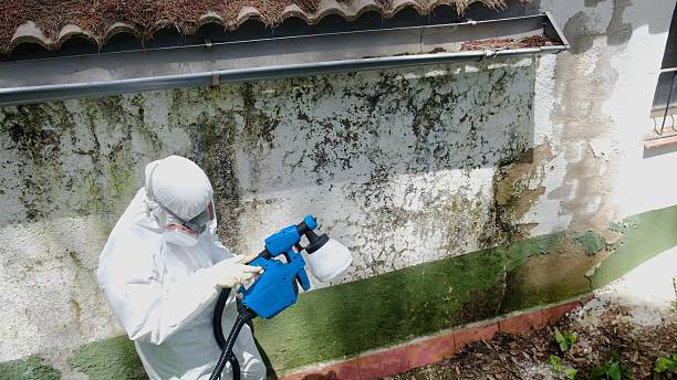 Top rated local Mold Removal specialists in Temperanceville, VA